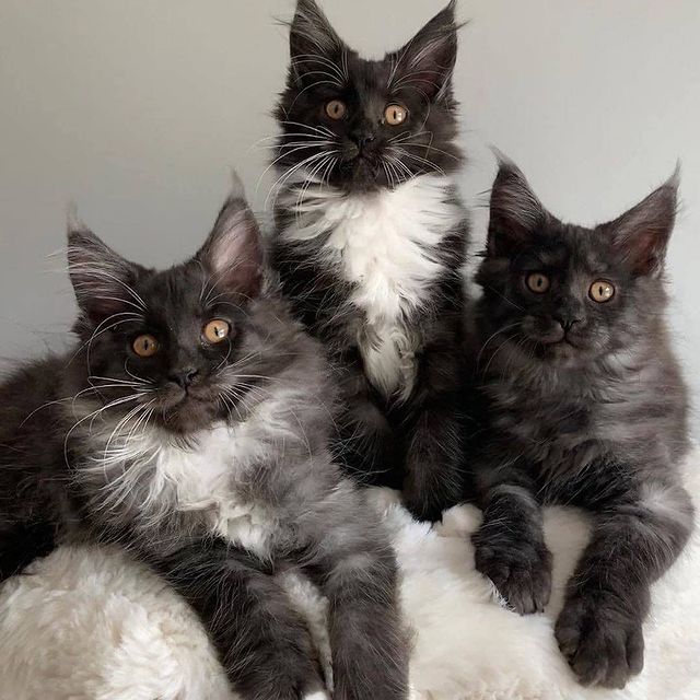 lover_mainecoon's tweet photo. So cute 💖🐱
#cat #Caturday #catsofinstagram #catoftheday #CatsOnTwitter #mainecoon #Canada https://t.co/UcgLCy6OqC