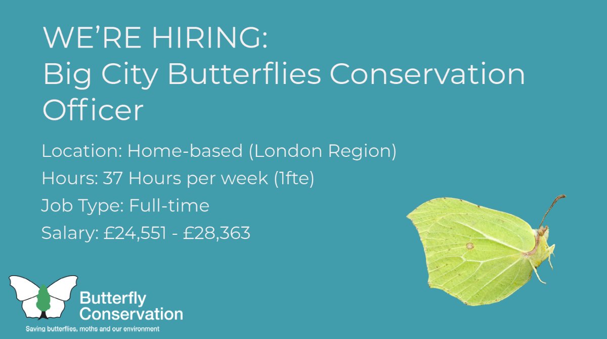 savebutterflies's tweet photo. Are you passionate about the potential of urban landscapes to support thriving #GreenSpaces and wildlife?

We are looking for somebody enthusiastic and knowledgeable to deliver habitat management in our new and ambitious project, Big City Butterflies. https://t.co/8mEGBJu5i0 #Job https://t.co/UBsv6jD84a
