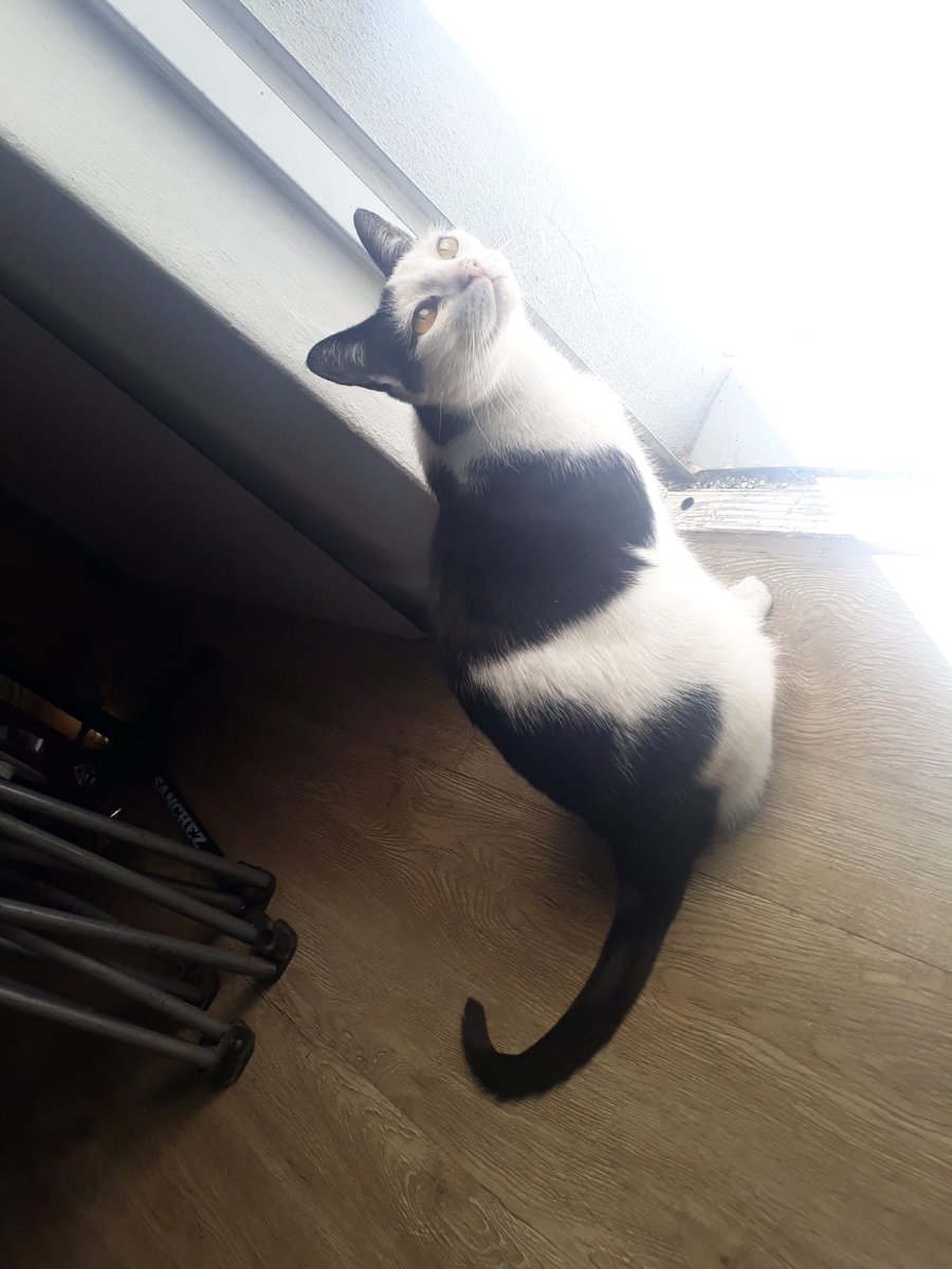 ShadowThomas5's tweet photo. Staring into the distance 

#CatsOfTwitter #cats #ThursdayThoughts https://t.co/mc8SspPXJy