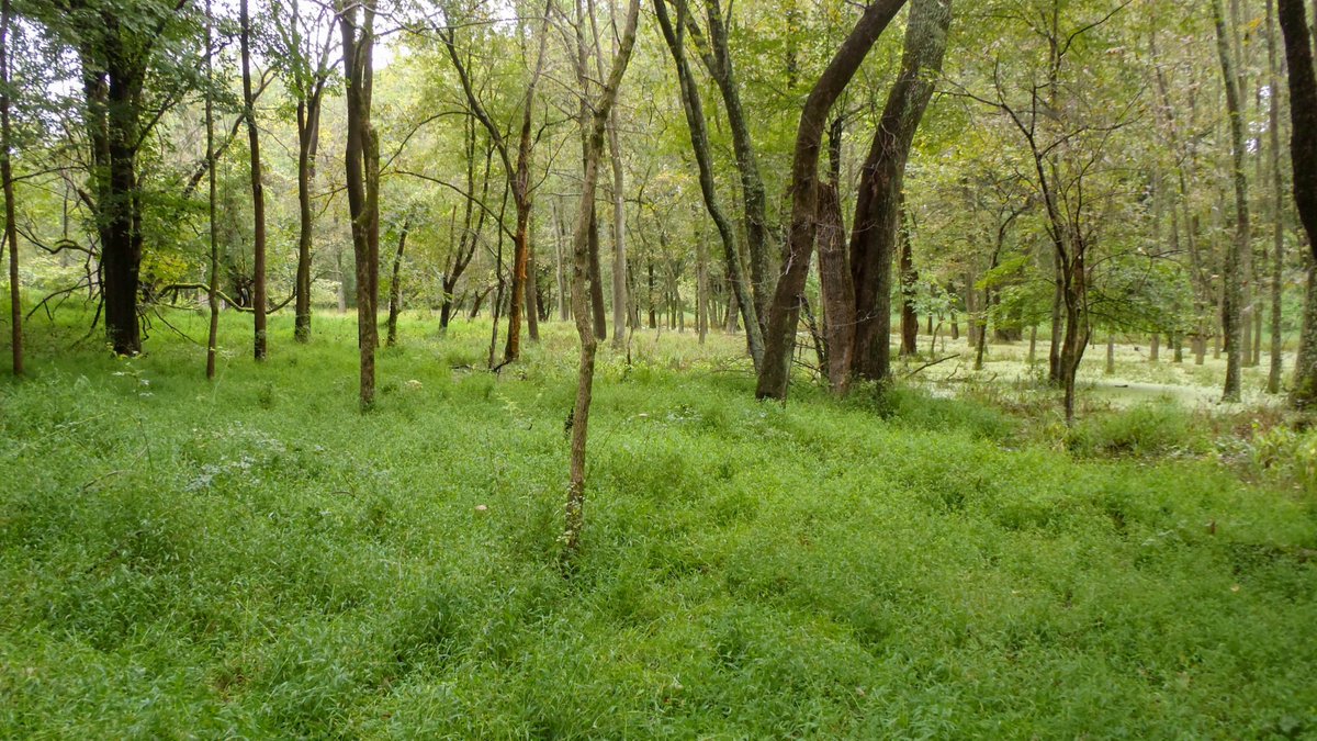AT_Conservancy's tweet photo. Microstegium vimineum, also known as Japanese stiltgrass, is an invasive annual grass that is present along the #AppalachianTrail from Georgia to Massachusetts, negatively impacting native plant growth and tree regeneration. #NISAW 

Photo by Pamela Roy/NPS https://t.co/iOscCK8ywl