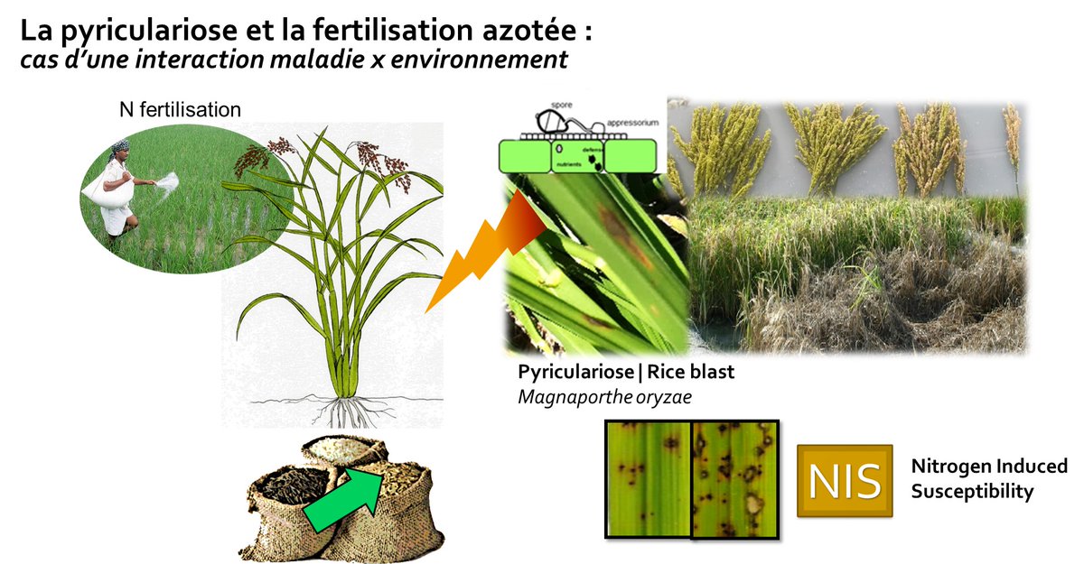 PHIM_research's tweet photo. [#phimPhD] When #NIS met #NUE... a Camargue history by Mathias Frontini
Exclusively on YouTube [in french] Friday 05/03 9.00 am https://t.co/VXcO4NP0n7 #Rice #Blast @PHIM_research @AgapInstitut @Supagro @Cirad @INRAE_France @Occitanie #centrefrancaisduriz #semencesdeprovence https://t.co/M4K4spM8QI