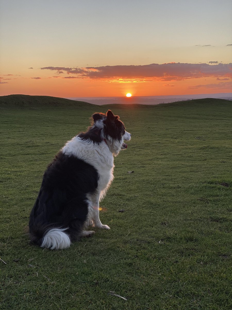 Burrough Hill tweet media