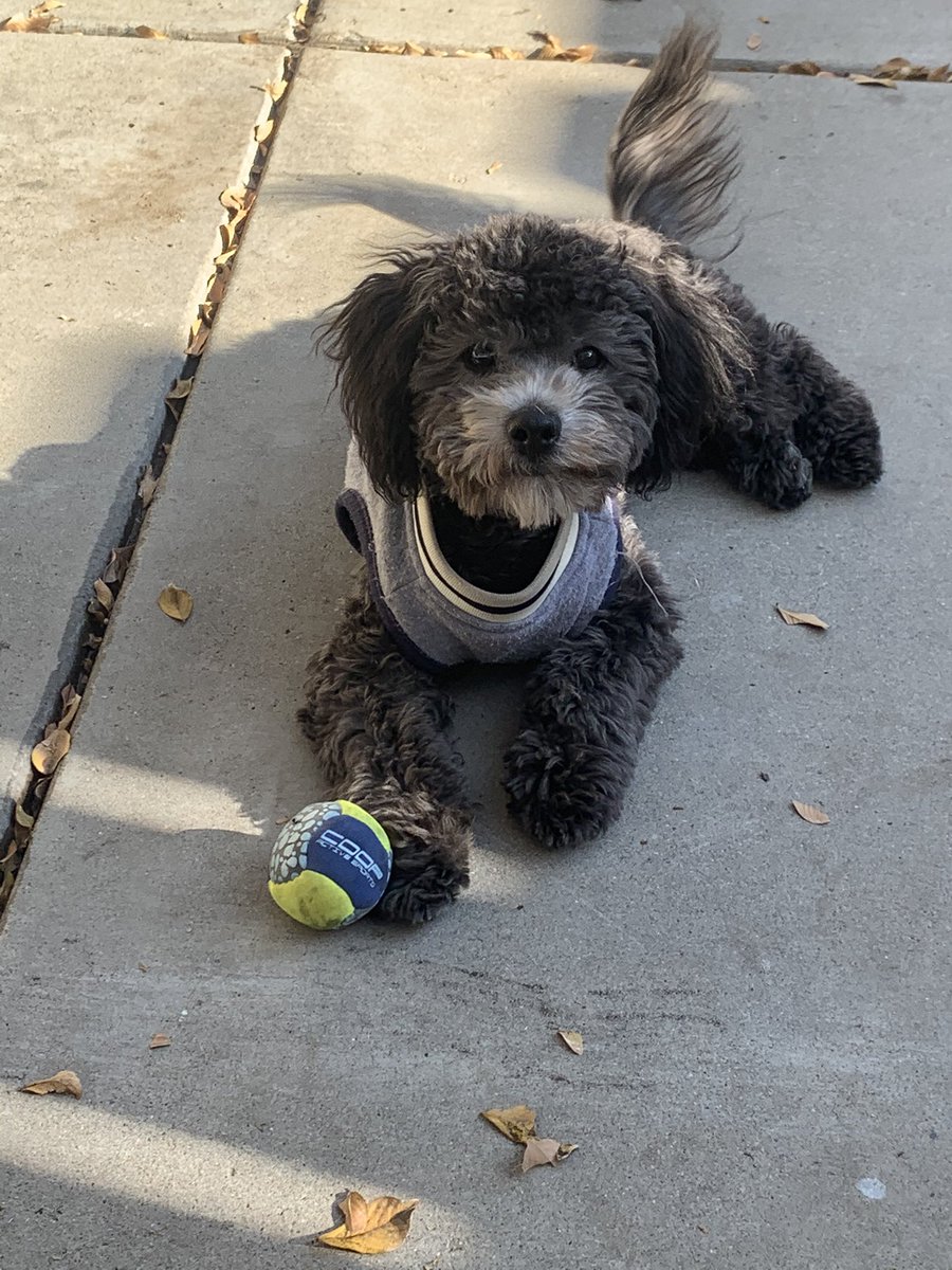 Nessa_g1432's tweet photo. Missing‼️ 
Taken from Borchardt area
Please contact me if you have any info. https://t.co/g8jd5AmqNf