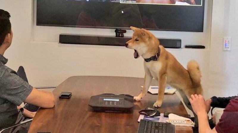 NeerajKA's tweet image. YOU FUCKED IT ALL UP ELON