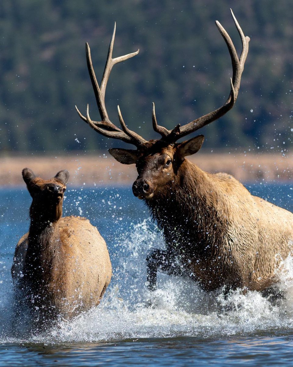 RT <a href="/RMEF/">Rocky Mountain Elk Foundation</a>: The chase.

📸 <a href="/k/">k</a>.r.medina