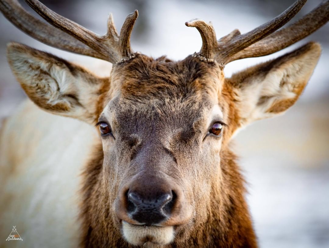 RT <a href="/RMEF/">Rocky Mountain Elk Foundation</a>: Ready for the closeup. 

📸@goodbulloutdoors