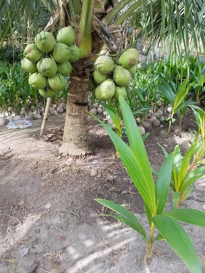 fred_duhoe's tweet photo. The best investment you can make this year is to plant coconut seedlings 🌱 on that plot/acre of land. 
The rain 🌧 is here...
Call 0243736330 https://t.co/UCdunYeTK4