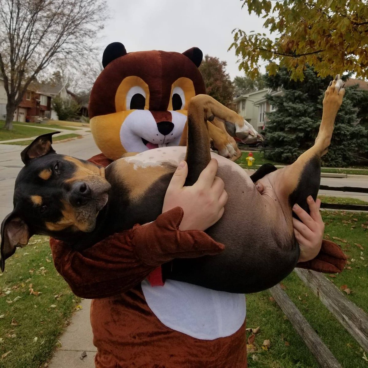 NEHumaneSociety's tweet photo. Our boss says if we get 40K followers by the end of Friday we can make @ThanksSteven come to work in his squirrel costume 🐿️ https://t.co/sjIvr6M0Od