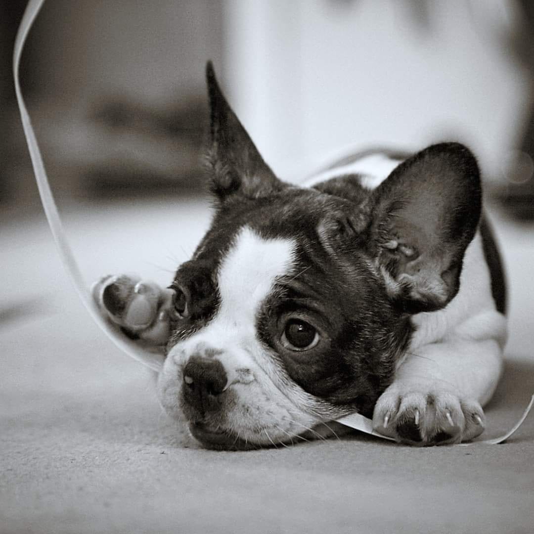 Archie Versus the packing strap.