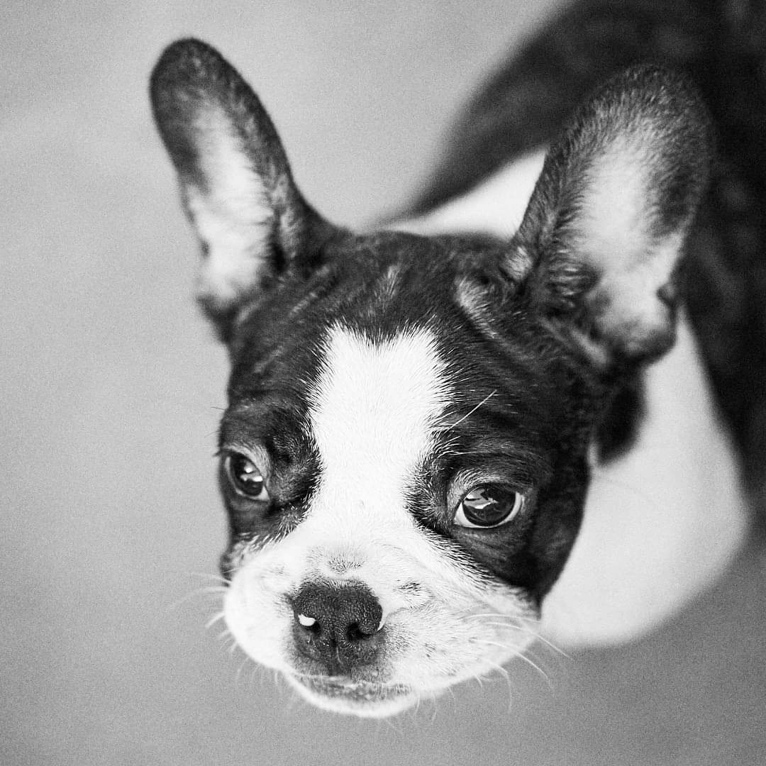 Archie Versus the world. Just a cute French Bulldog.