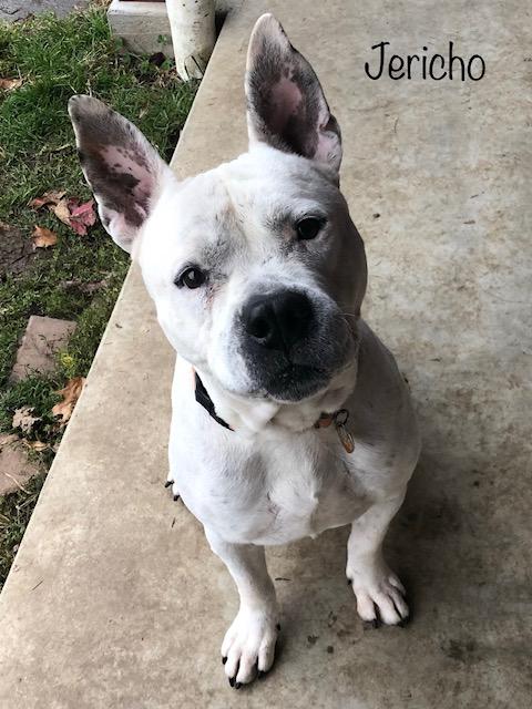 Just a few hours left of Fairfield County's Giving Day &amp; dogs like Jericho need your help now. #fairfieldcountygives conta.cc/3bA6alg