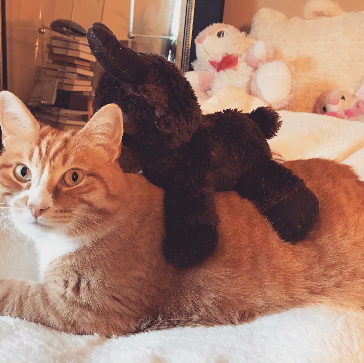 My Moosey is on my back