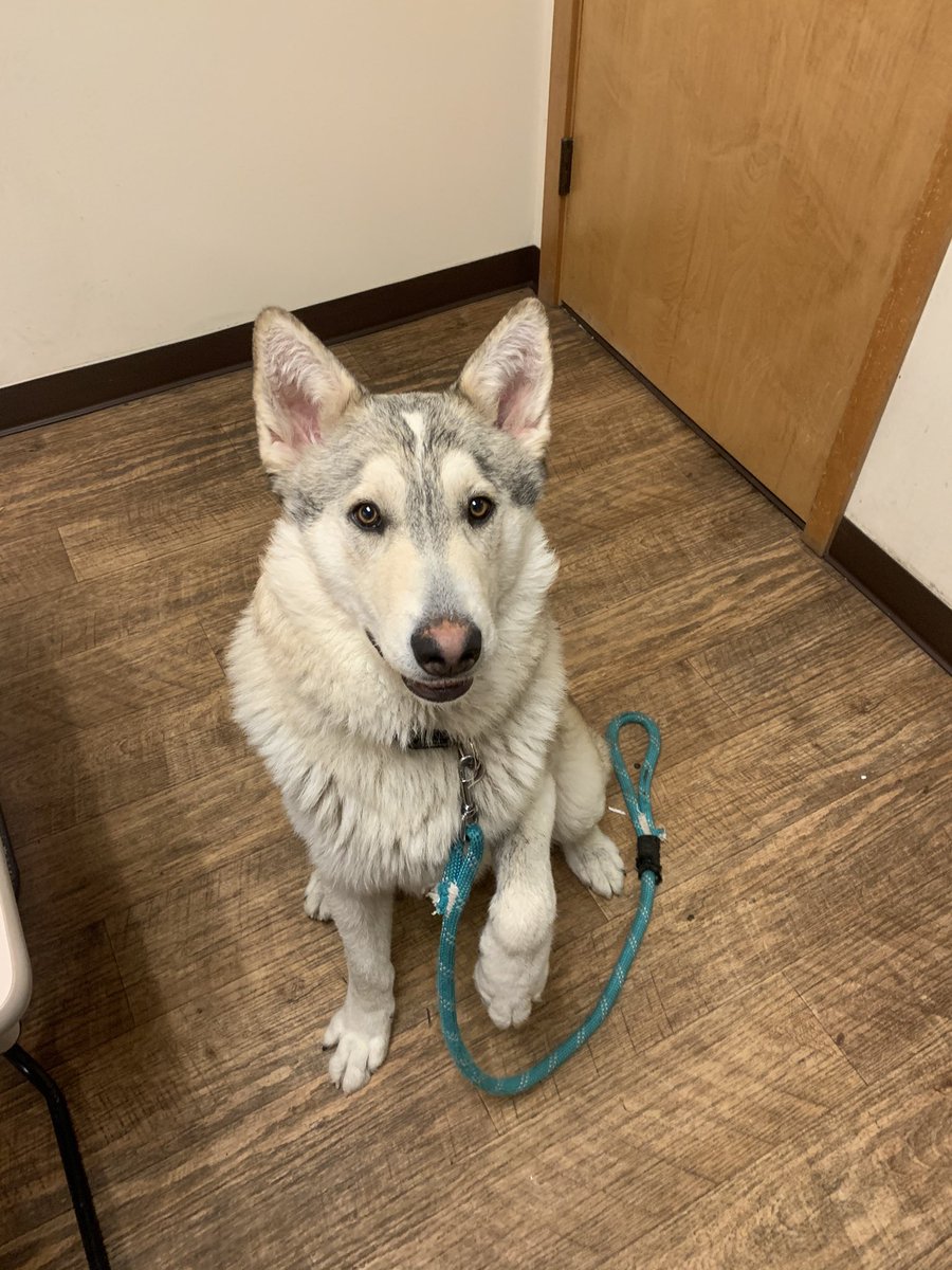 SunriverPD's tweet image. These two were found near the Sunriver Airport. If anyone knows any possible owner information, please call the Sunriver Police Department at 541-593-1014. Thank you in advance for any assistance!