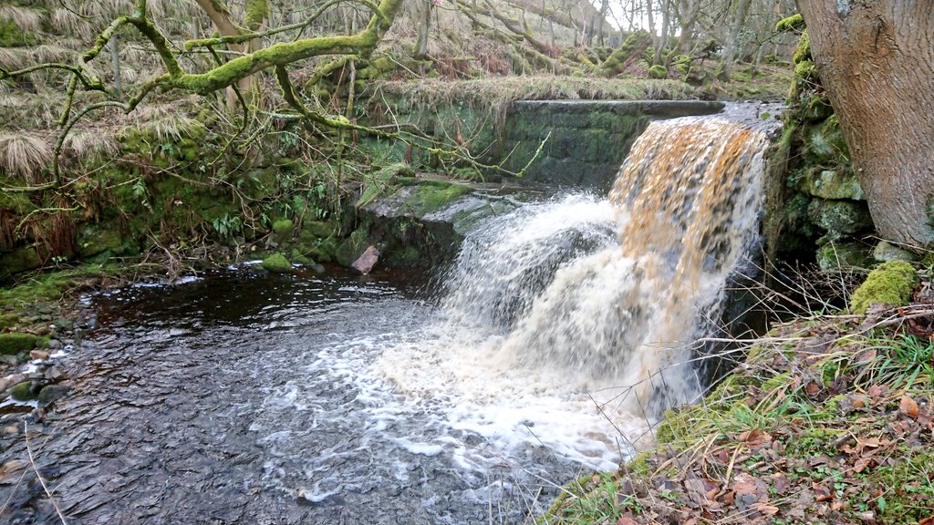 ProfJGrey's tweet photo. Walkover for #UpperAireProject, @WildTroutTrust contribution, on the Summer House Beck arm of Glusburn Beck catchment. Definitely wooldebeest territory with a smattering of #fishpassage issues recorded via @ambertools #barriertracker https://t.co/Jhm2kX3BcH