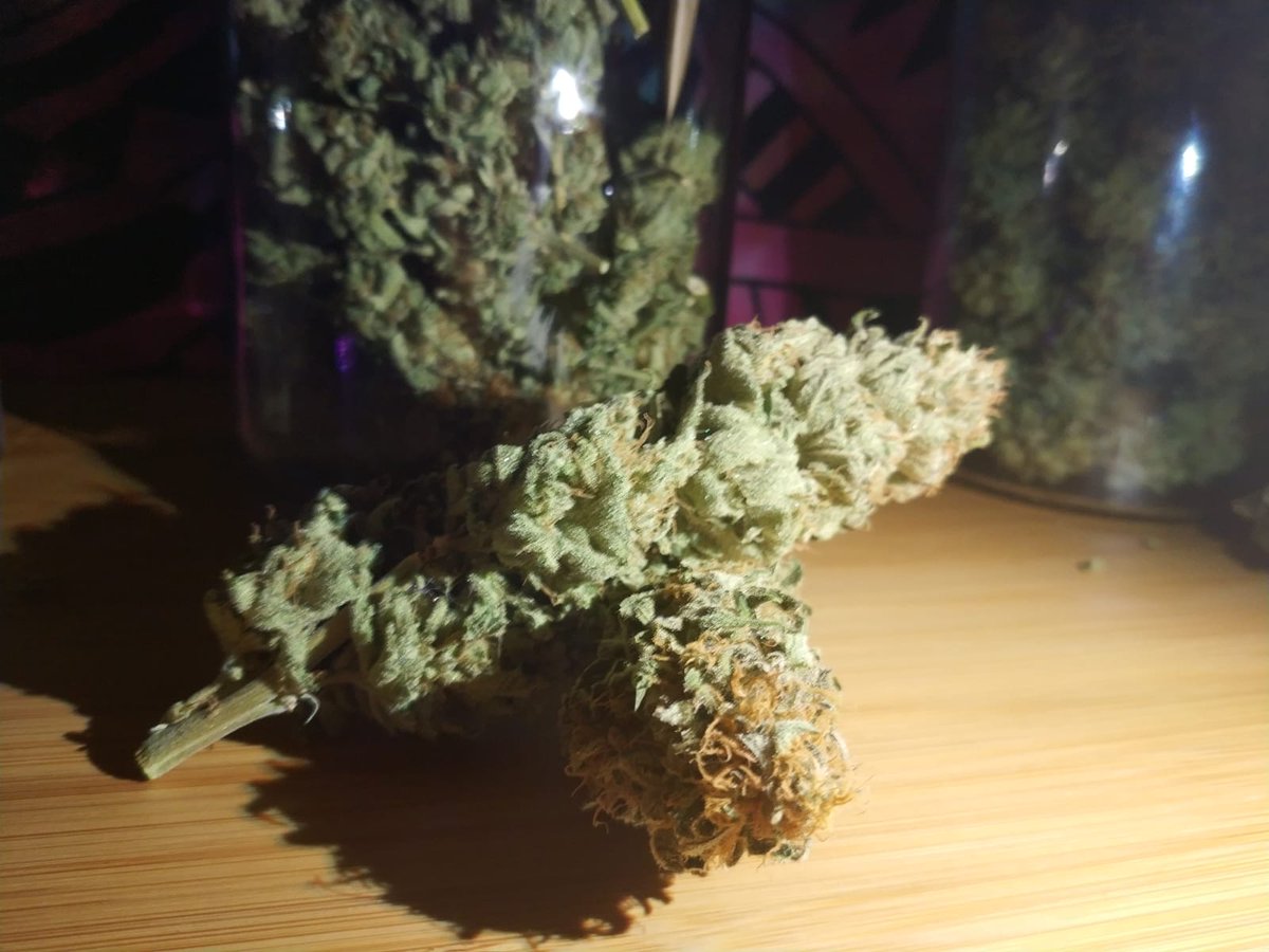 Buenos_Humos's tweet photo. 33,7 gramos #GorillaGlue 23 #ZombieKush 70 #Grapegum, estoy flipando mirar esos tarros hasta arriba 😍😍😍💚 https://t.co/gHDCQNRksB