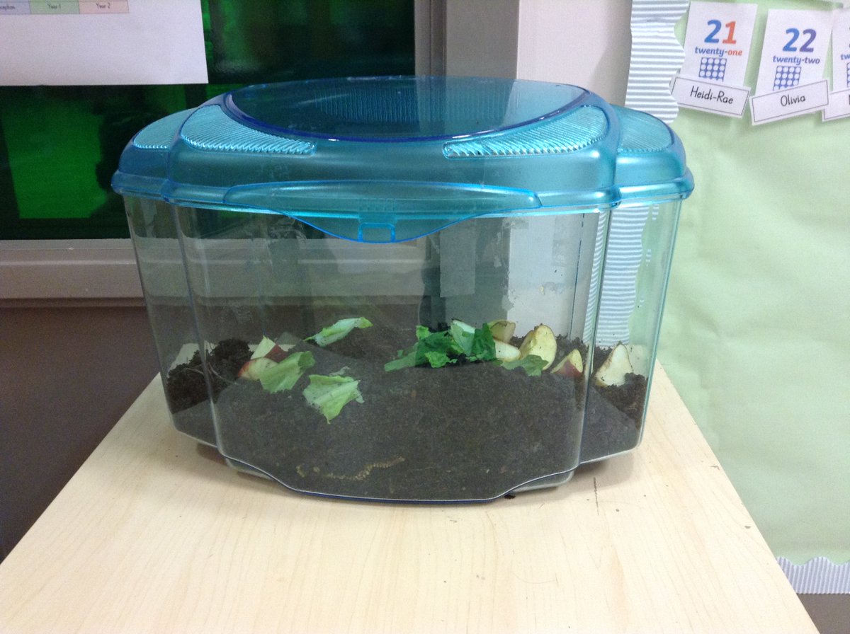 YewTreeSandwell's tweet photo. Reception have enjoyed their first week of their new topic; Why do ladybirds have spots? We have made wormeries, a home for snails, bug hotels and went on a mini beast hunt. πͺ±ππ #cornerstones #engagestage https://t.co/gitXNL5WXx