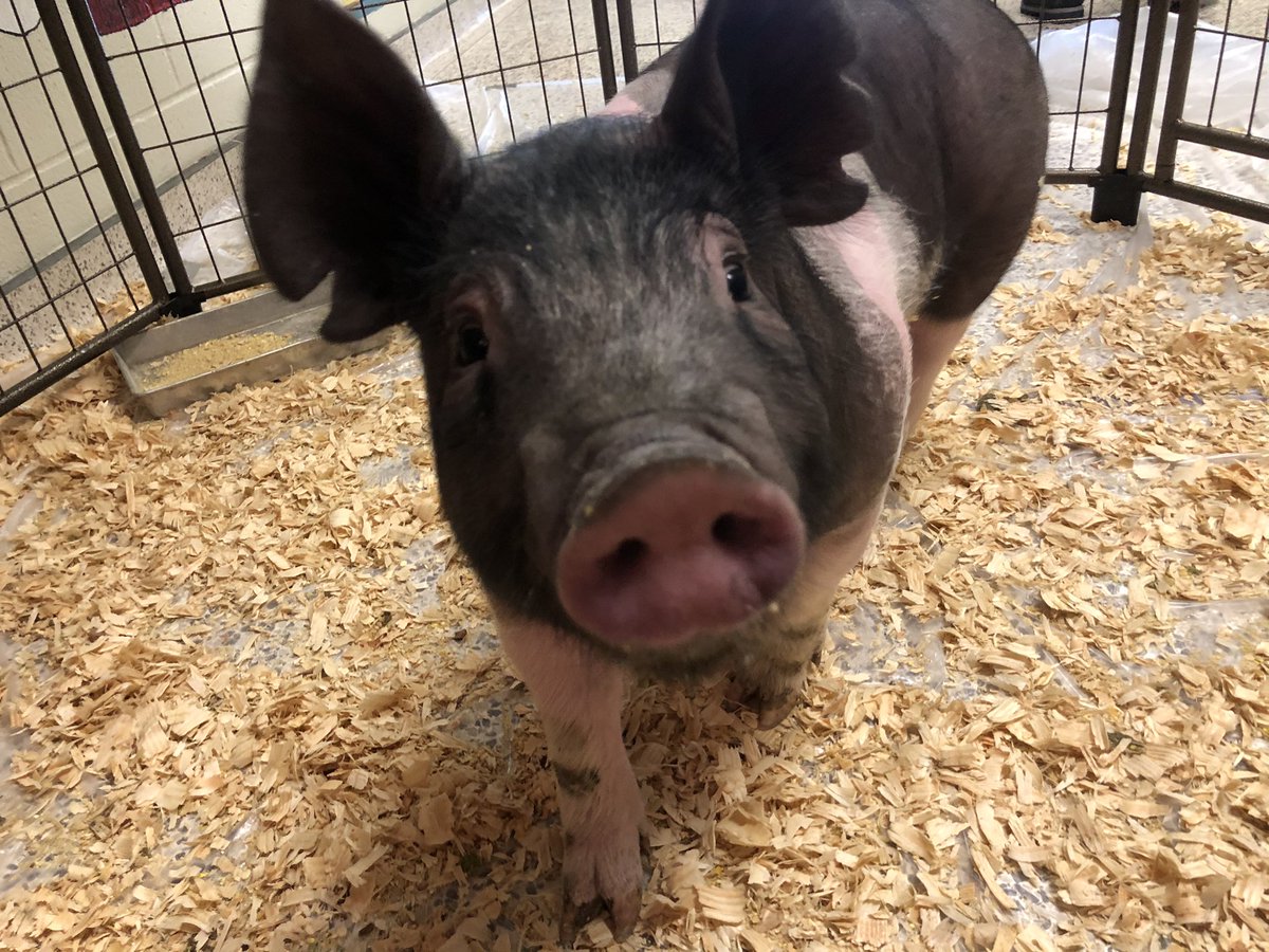 Tune in around 2:45 to Mr. Jones’s Twitter to see our Kiss the Pig contest! x.com/Berry_Principal