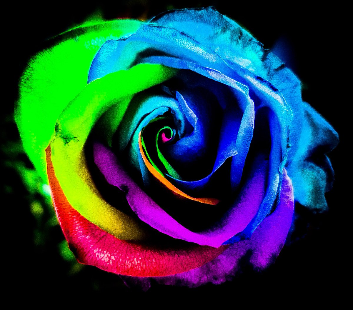 I'm super happy with how this turned out!

#TheCapturedCollective #VPEclipse #VPLAB
#ArtisticofSociety #rainbowroses #photography #PhotoEditing #samsung #GalaxyS20Ultra #PhotoshopExpress #adobephotoshop