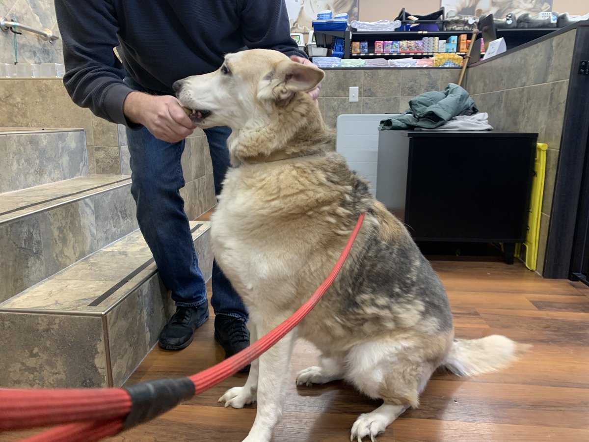 FidoNiagara's tweet photo. Foster and potential adopter needed for 6-year old German Shepherd mix; owner hospitalized. Dog is neutered, obedient, housebroken, not leash-trained. Calm home preferred, no cats, kids considered case-by-case. EMAIL info@fidoniagara.ca &amp; fill out https://t.co/TWtHJcAbmY. https://t.co/3pT7bDGdWo