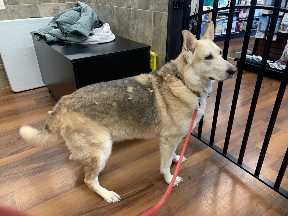 FidoNiagara's tweet photo. Foster and potential adopter needed for 6-year old German Shepherd mix; owner hospitalized. Dog is neutered, obedient, housebroken, not leash-trained. Calm home preferred, no cats, kids considered case-by-case. EMAIL info@fidoniagara.ca &amp; fill out https://t.co/TWtHJcAbmY. https://t.co/3pT7bDGdWo