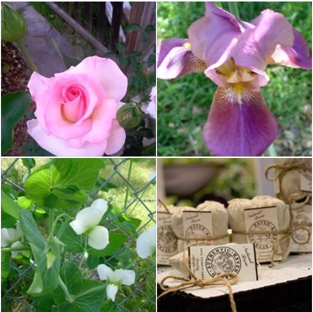 GreenSoil's tweet photo. #HavenBrand start your #garden off right, feed your #soil our premium soil conditioner tea. Free S/H at https://t.co/cPuhEavnF2 Safe for all #plants and #soil types
#seeds #bulbs #moopootea #familyowned https://t.co/6flu8tV0XB