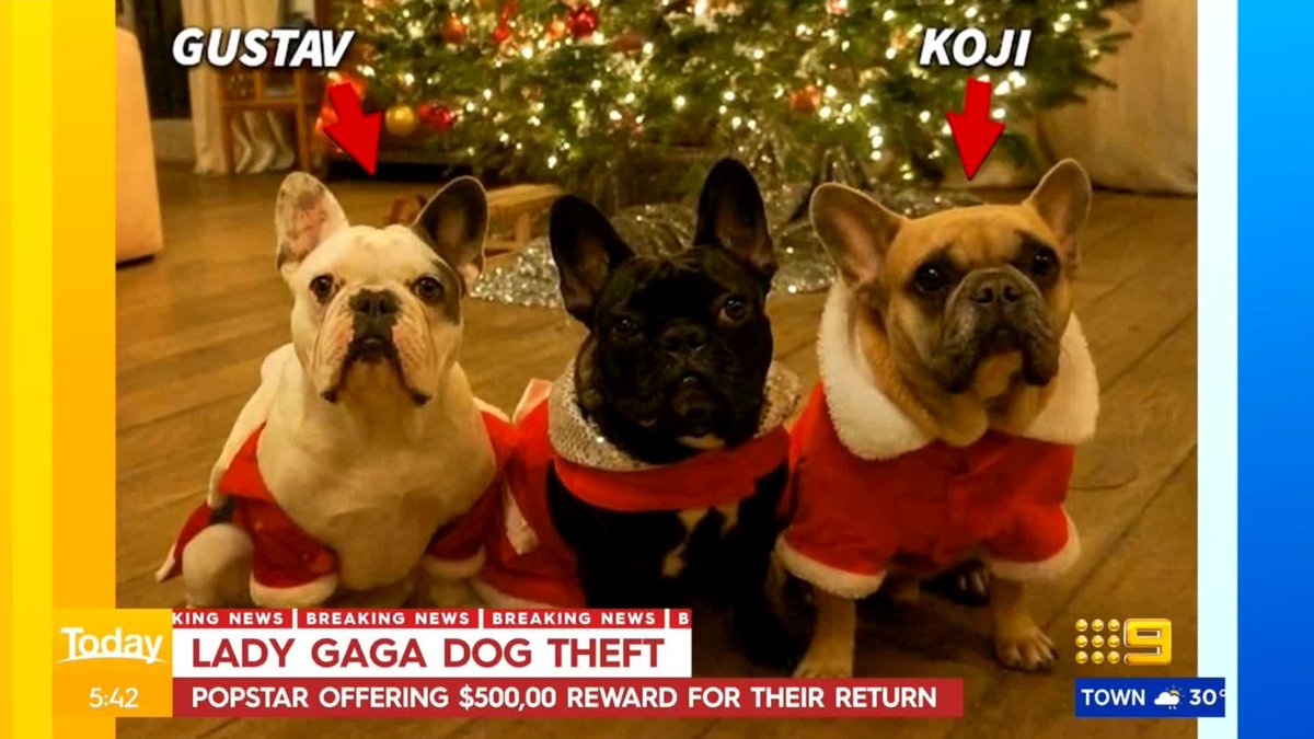 BREAKING Two of Lady Gaga's dogs have been stolen in a shooting attack in Los Angeles. 9News