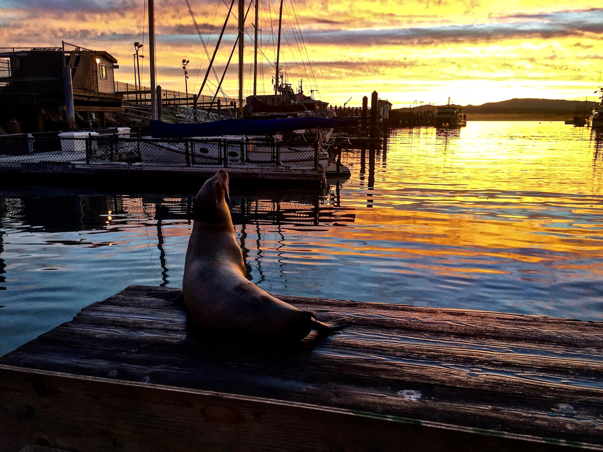 We're not the only ones who love the sunrise. 
•
•
•
#MontereyPlazaHotel #Monterey #California #MontereyBay #DistinctlyCalifornia #BestCoast #BestInTravel #SeeMonterey #VisitCalifornia #WestCoastTravels #CaliforniaTrip #VisitMonterey