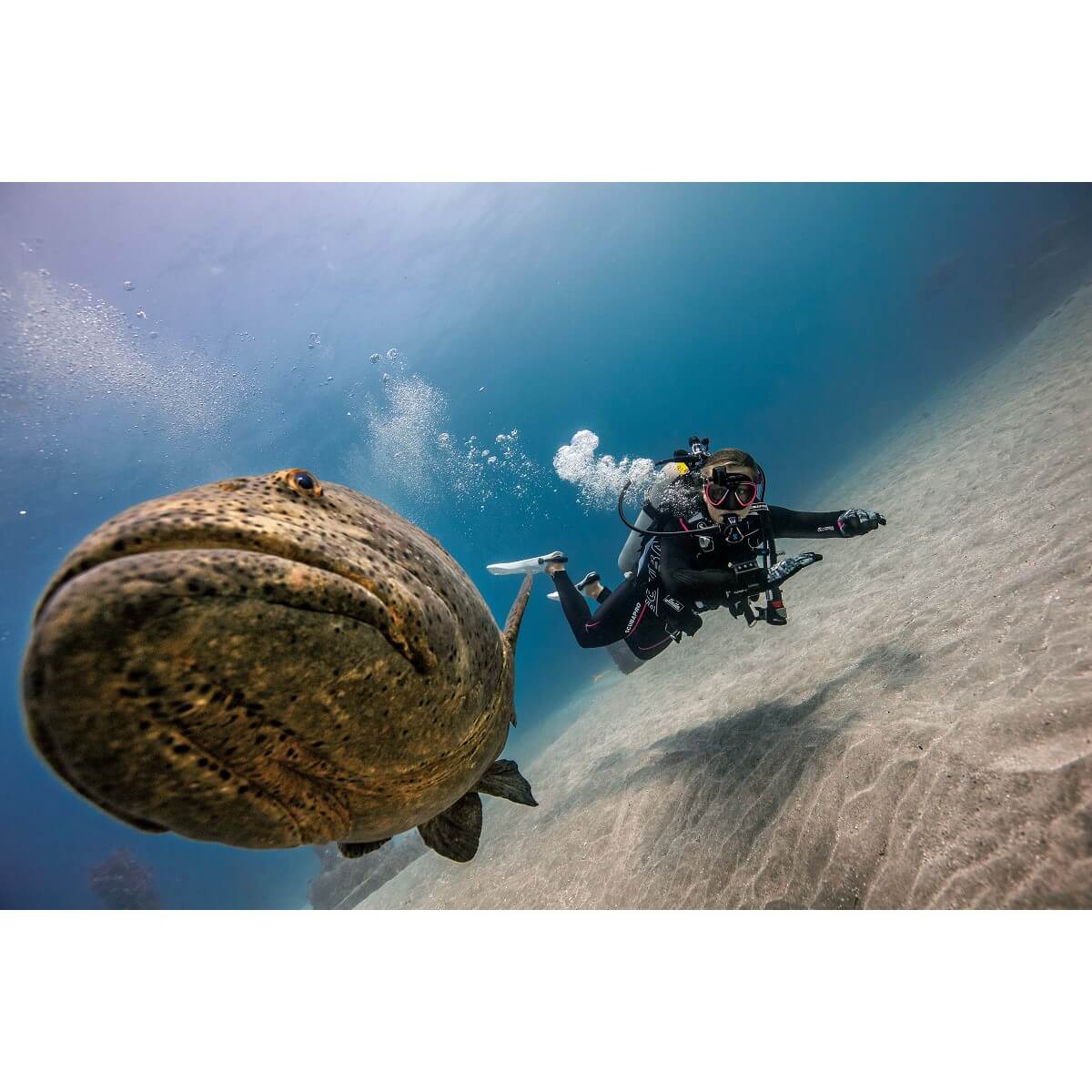 MidwestScuba's tweet photo. Free Scubapro Mask with HUD Dive Computer Promo - https://t.co/5KCJrUTAnx Deal ends Monday Mar 1, 2021. https://t.co/7R26NeGYVR