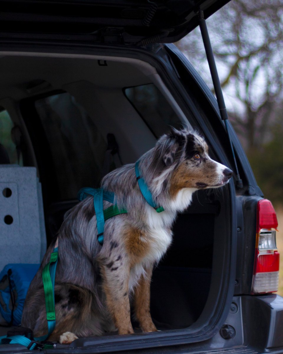 HamiltonPet's tweet photo. Thursday car ride. You up for it? Grab your Hamilton gear &amp; get goin' 🐶🚗 https://t.co/EPlk75xrvg