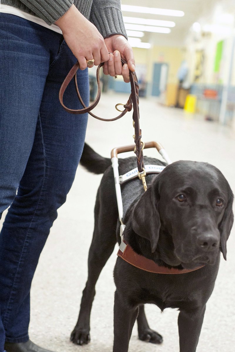 Why should taxi drivers and rideshare drivers allow guide dogs in their cars? Because it’s the law. #DeniedARide