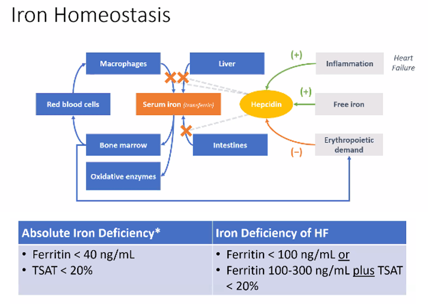 UM_Cardiology's tweet photo. Streak of amazing GRs continues w talk by @stormigale on Iron Deficiency of Heart Failure, &amp; evidence-backed recs on clinical management! @ATRIUMRx #cardiotwitter @UMMC @UMInternalMed @SusanJosephMD @GRamaniMD @tonkhueMdPhd @chaz_hong https://t.co/gsF4aYQuFK