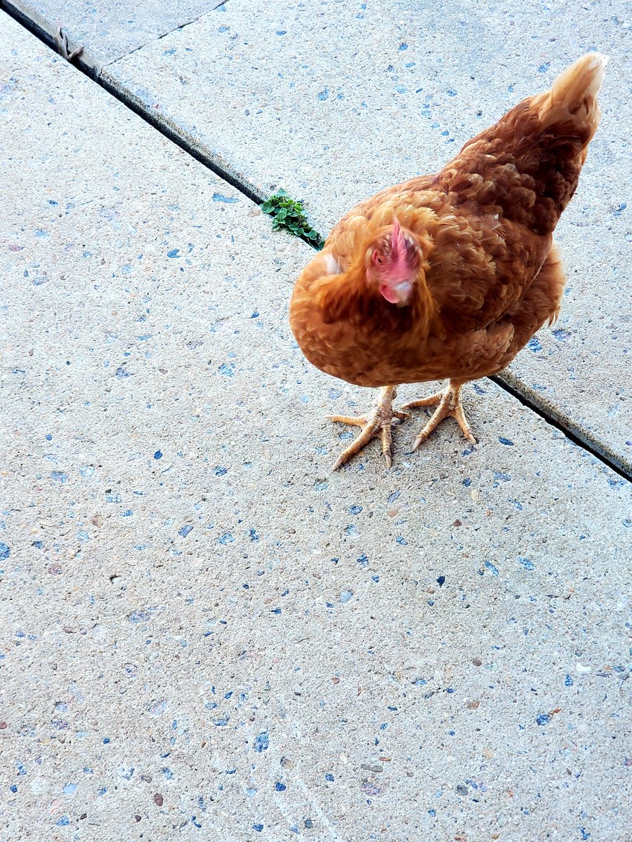 bleyesva's tweet photo. Not everyone can be as cool as us, having hens roaming free at school! One wanted to get a little close and talk to me about their day!🐓😊 #DMSHens #dmsgensforthewin https://t.co/eIsBurzvMU