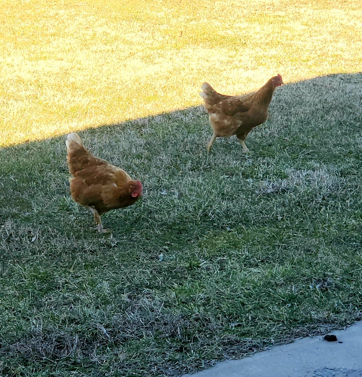 bleyesva's tweet photo. Not everyone can be as cool as us, having hens roaming free at school! One wanted to get a little close and talk to me about their day!🐓😊 #DMSHens #dmsgensforthewin https://t.co/eIsBurzvMU