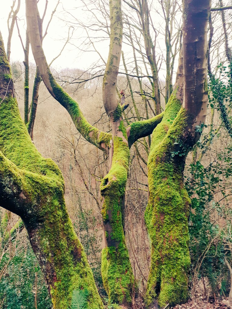 WalesArty's tweet photo. Evening #nwaleshour
Today we got the steps in again up at Moss Valley...we think it's aptly named🌳 https://t.co/dOtaJIEyTQ
