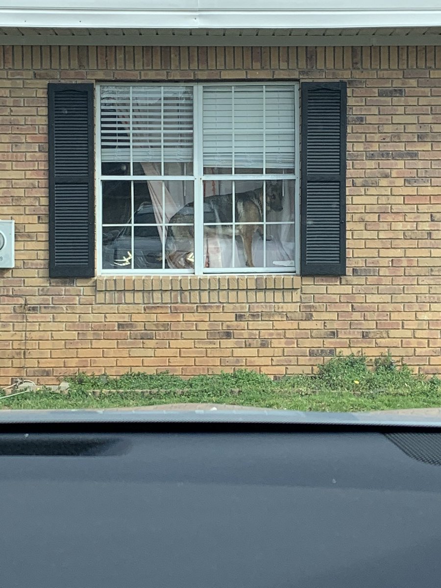 jade_mcwhorter's tweet photo. Bruh wtf is my dog doing rn https://t.co/3sR3uaYVK8