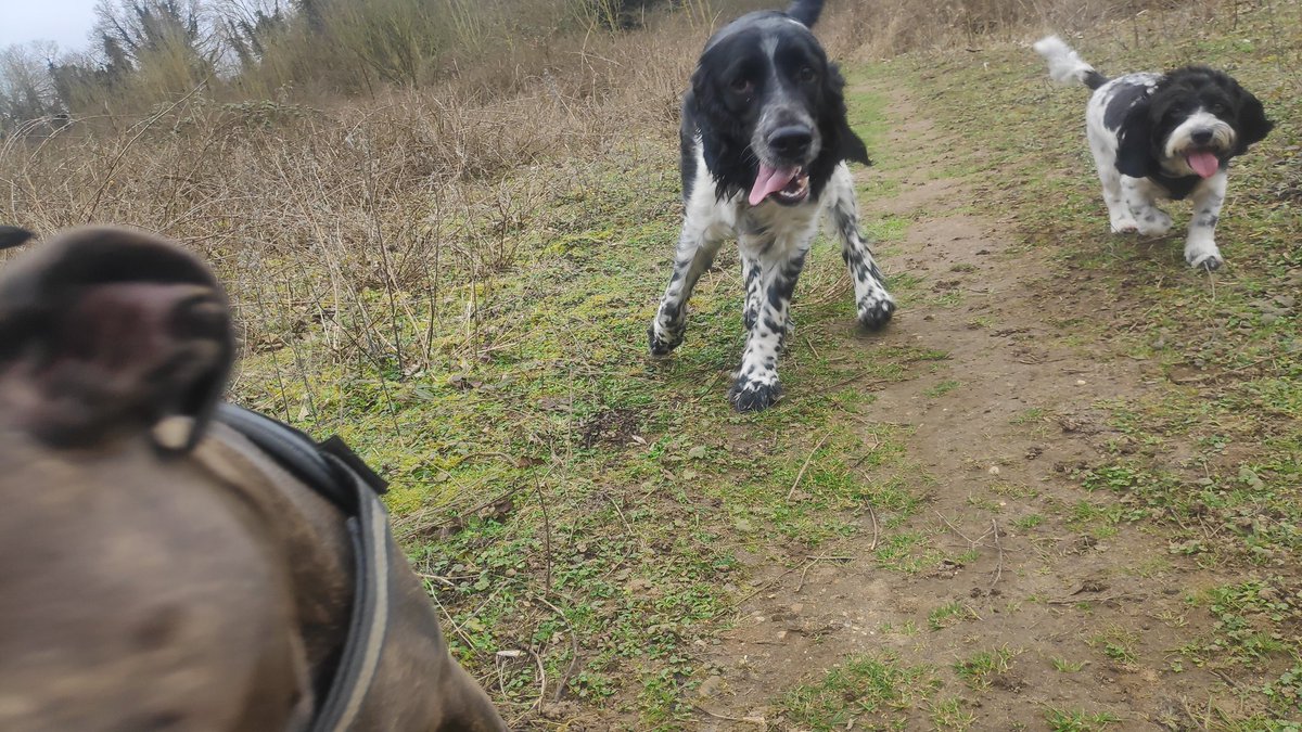 hounds_walker's tweet photo. My mother loves me 😁 @barksintheparks #dogsoftwitter #dogs #dogsofinstagram #everyoneisloved #Dog https://t.co/eAfji4E0e2