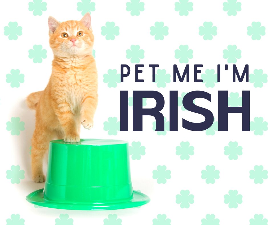 🍀 🍀 🍀  St. Patrick's Day is right around the corner! How will you be celebrating with your pet?
