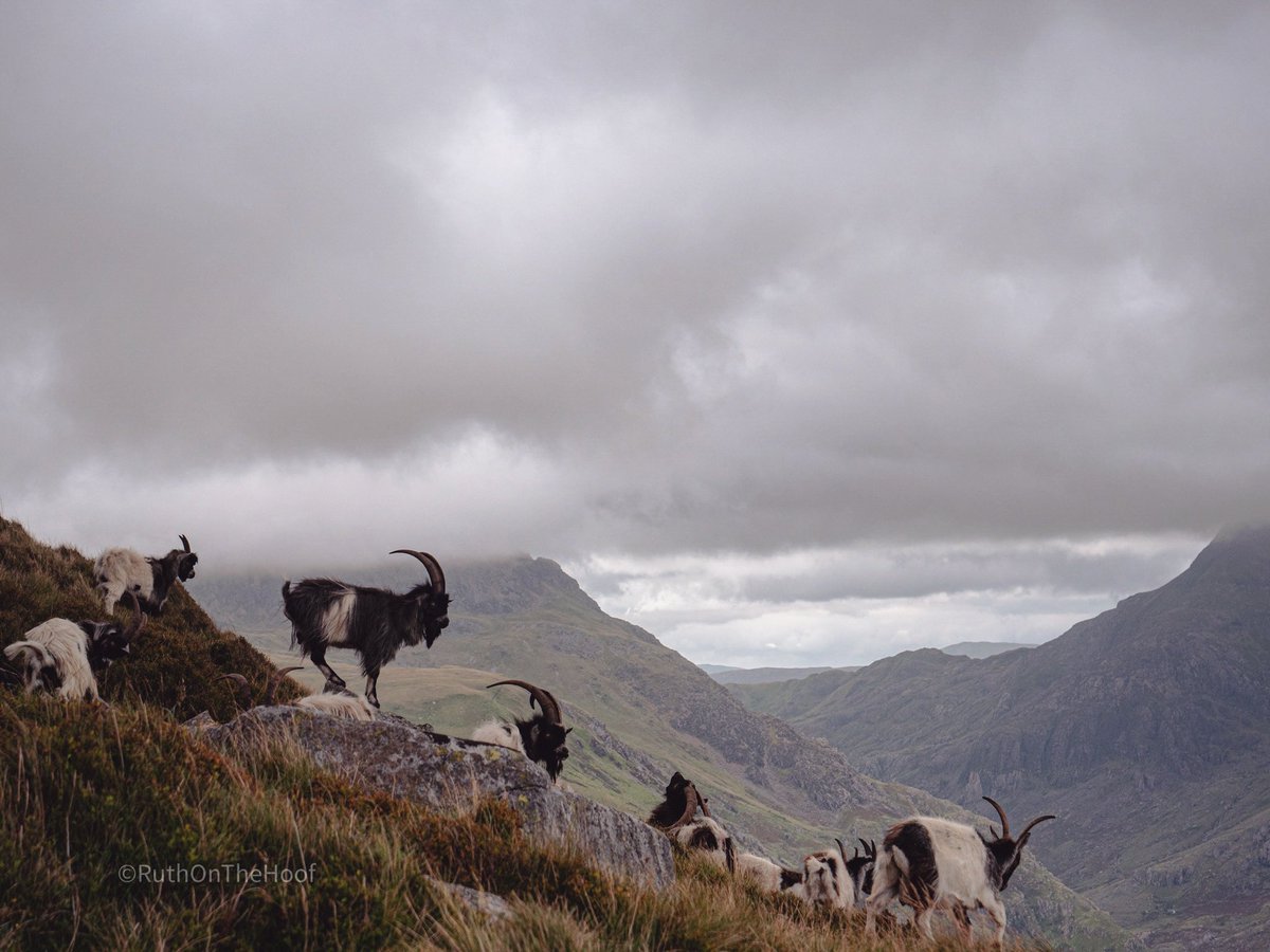 Some different, but very cool hoofs - British Primitive Goats! These guys are feral, &amp; descend from the goats originally introduced by humans 5000 yrs ago! It’s fun to see them pop up in contemporary diaries from history - I’ve read 18th century accounts! <a href="/BritishPrimitiv/">British Primitive Goat Research Group</a>