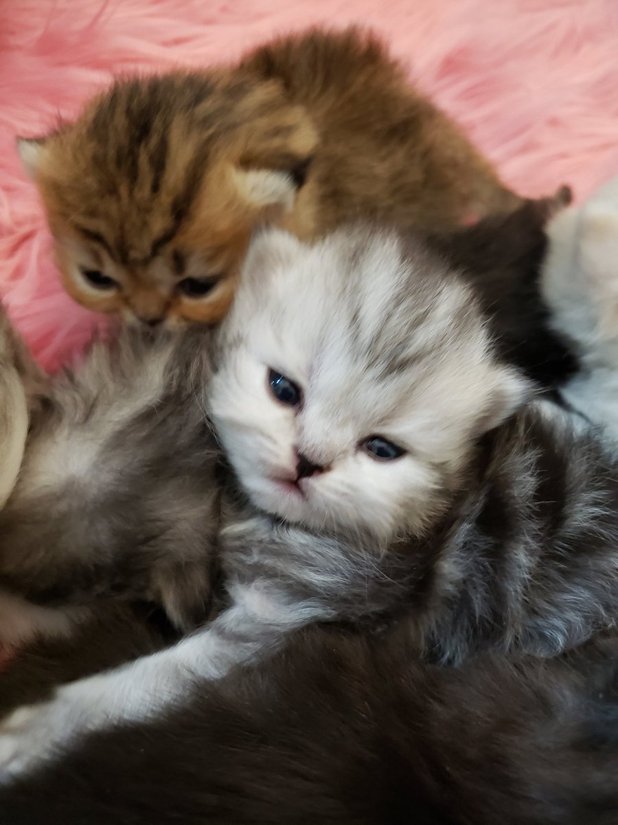 veryclassyjenn's tweet photo. New kittens! Beautiful babies! #veryclassypets #scottishfold #scottishfoldlovers #catsoftwitter #crazycatlady #comfortcompanion #fancyfelines #luxurykittens https://t.co/IDeohYSuCf https://t.co/zdaKDRTPqw