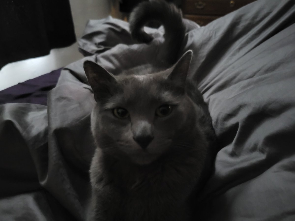 When you wake up and this little bud is laying against your side purring louder than my fan.