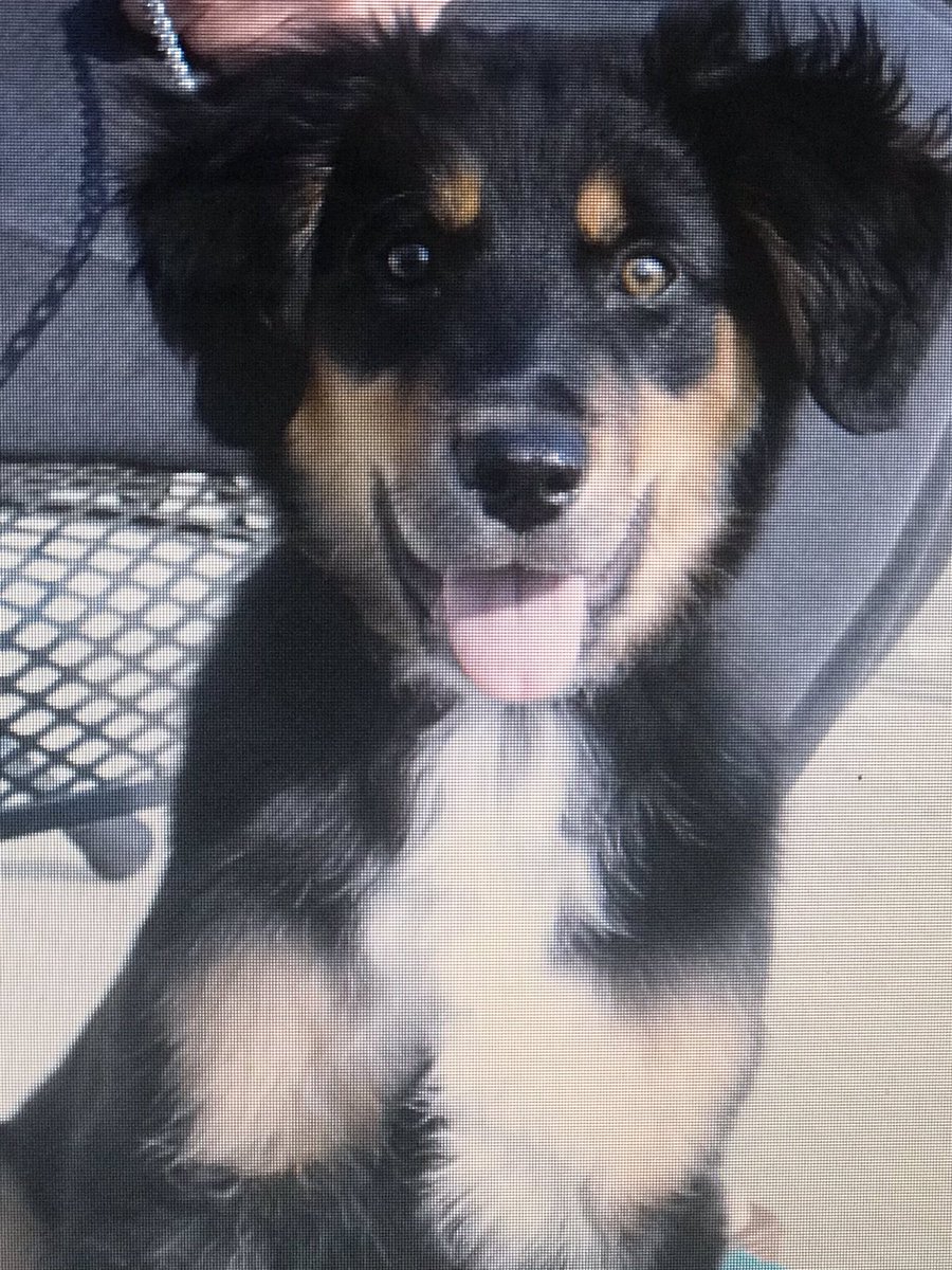 Tennesseeforme's tweet photo. Yesterday, I had to say goodbye to my best friend, Rowdy.  He chased squirrels, but never caught one, loved playing in the river and giving you his special “hug.”  He has been my world for 10 yrs.  I’m heartbroken. #CancerSucks #AdoptDontShop https://t.co/EJwmCgjzGO
