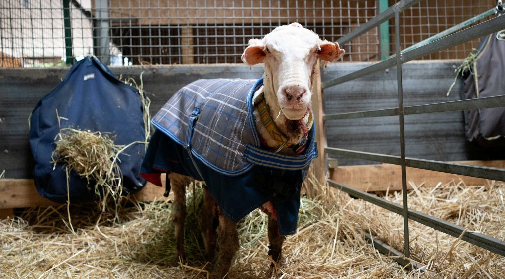 Baarack the sheep, who was found wandering the wilderness of the Australian bush, has been sheared of a massive 35kg coat after an estimated five years of unchecked growth 🐏

📸Edgar's Mission/Reuters
