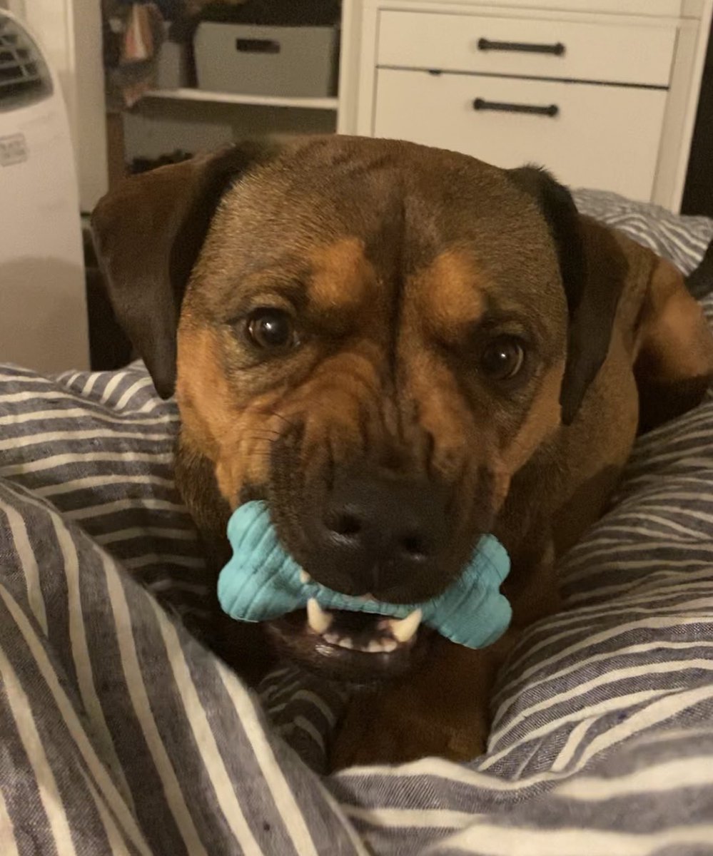 bakedbeansboi's tweet photo. revamping to an “only ugly pics of my dogs” account https://t.co/FyUo892jWY