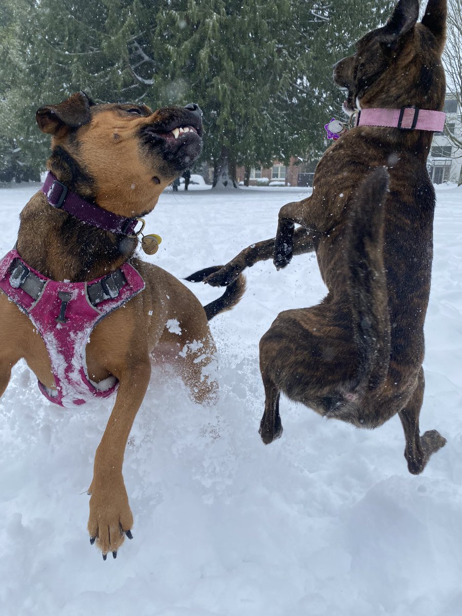 bakedbeansboi's tweet photo. revamping to an “only ugly pics of my dogs” account https://t.co/FyUo892jWY