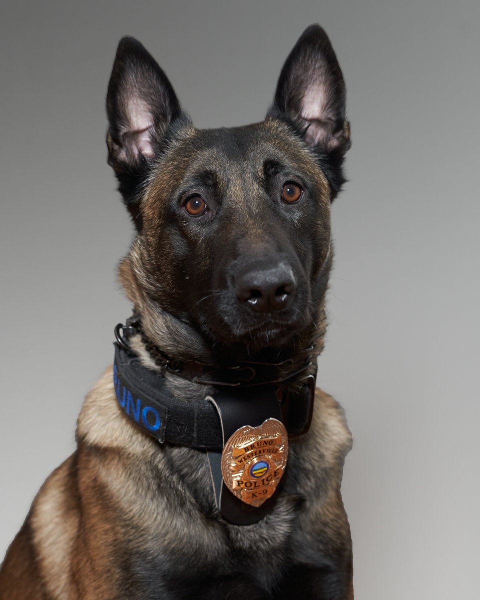 tellwesterville's tweet photo. NEW PHOTO: @WestervillePD K9 Bruno recently sat (and stayed) for his official headshot. Let's hear it for this good boy! https://t.co/ec6E0B0WTR