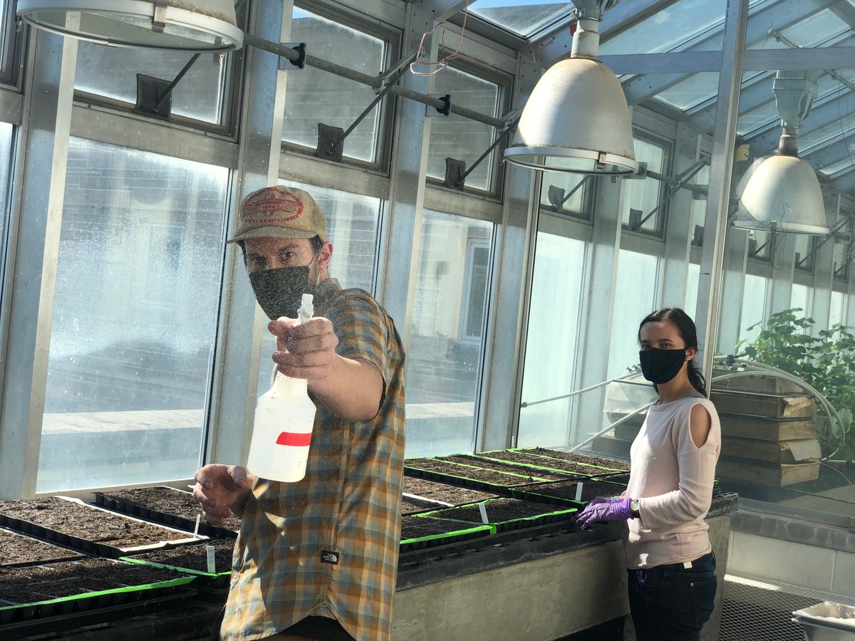 BeidlerKatilyn's tweet photo. Looks like @Novick_Lab_IU  has everything under control. 🌱 #GreenhouseLife #Blockingfordays https://t.co/Iha0jfxxVW