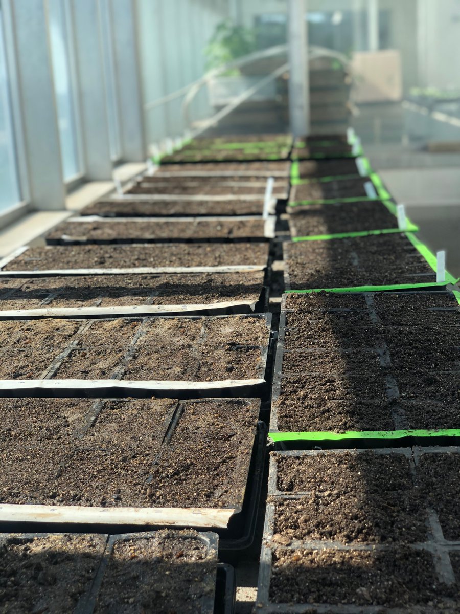 Looks like @Novick_Lab_IU  has everything under control. 🌱 #GreenhouseLife #Blockingfordays