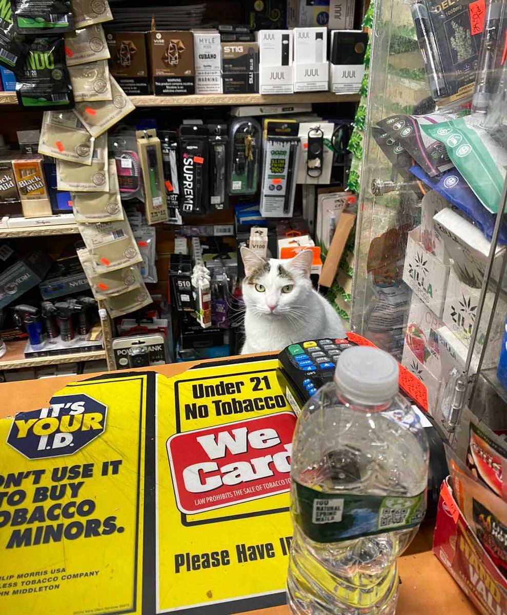 Bodegacats_'s tweet photo. https://t.co/p41vivnz68