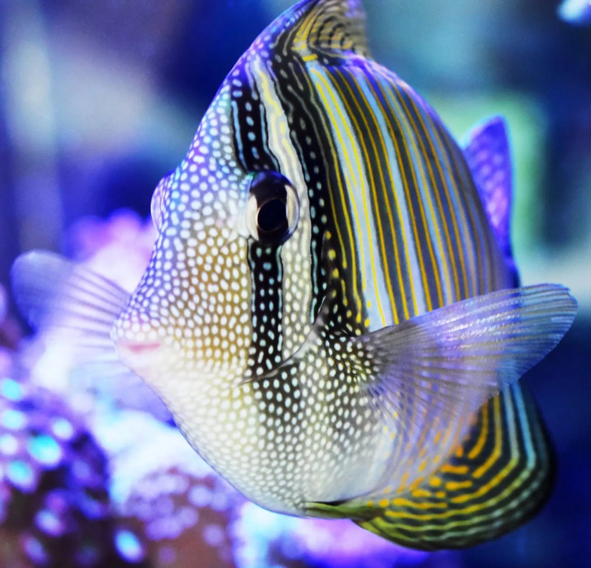 ssutila's tweet photo. Desjardini #Sailfin Tang #saltwaterfish #wildlife #Sealife #Tropical #underwater #PhotographyIsArt #NaturePhotography
#circuitboard #patterns https://t.co/T85zySLXEe