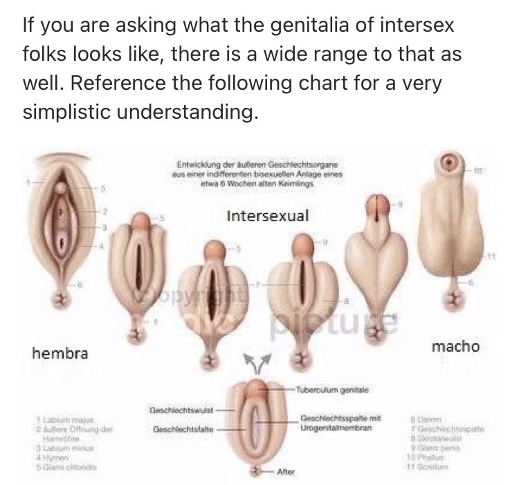 intersexual organs